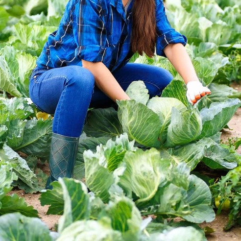 Ordina ora il cavolo cappuccio bianco Almaverde Bio su Fruttaweb.com!