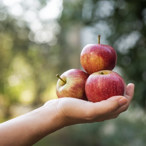 Mele Gala: caratteristiche | FruttaWeb.com