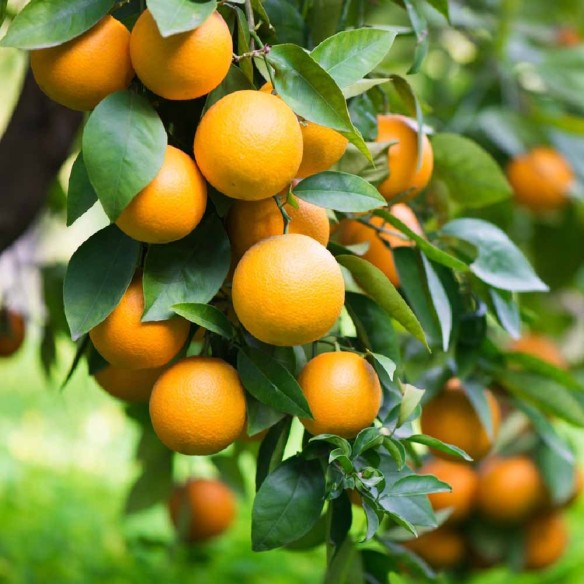 Pianta Arancio Navel da spremuta Biologiche Almaverde Bio su FruttaWeb.com