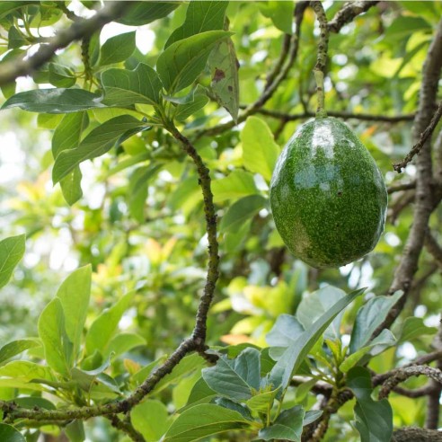 Avocado biologico fresco Almaverde Bio: acquista online su FruttaWeb.com