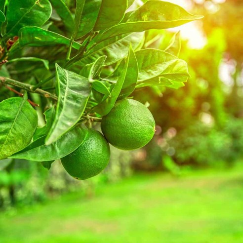 Pianta Lime Biologico Almaverde Bio