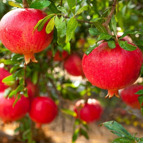 Pianta di melograno fresco biologico Almaverde Bio su FruttaWeb.com