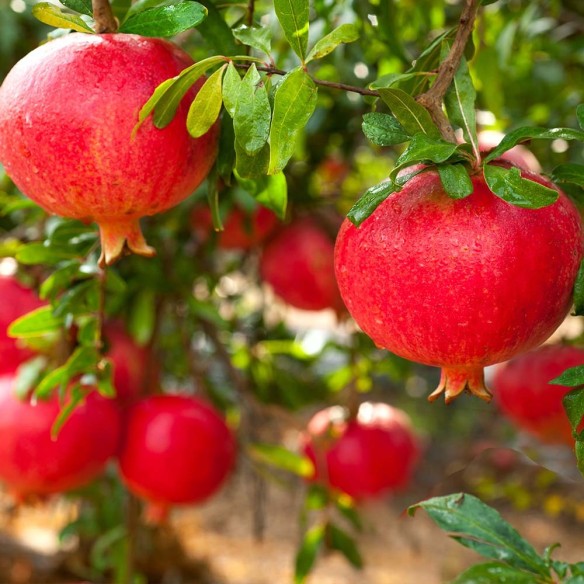 Pianta di melograno fresco biologico Almaverde Bio su FruttaWeb.com