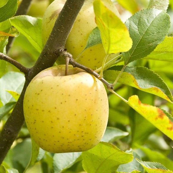 Albero di mele golden Almaverde Bio | FruttaWeb.com