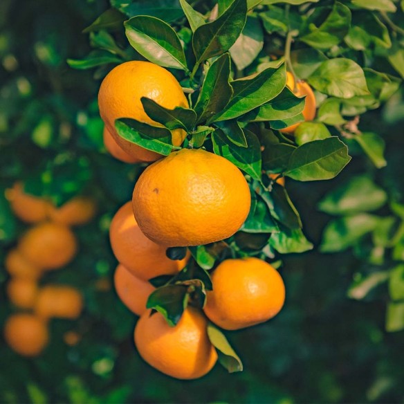 Albero di mandarini Biologici Almaverde Bio su FruttaWeb.com Albero di mandarini Biologici Almaverde Bio su FruttaWeb.com