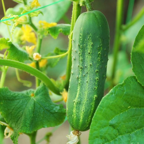 Cetrioli Biologici Almaverde Bio