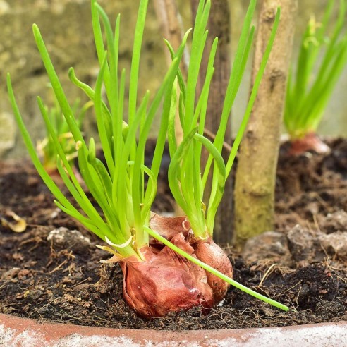 Scalogno Biologico Almaverde Bio: acquista ora su FruttaWeb.com