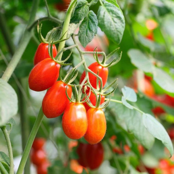 Pomodoro datterino Biologico Almaverde Bio ordinalo subito su fruttaweb!