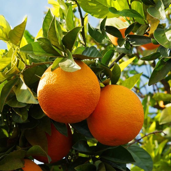 Abero di arancia Tarocco Biologica Almaverde Bio: Acquista Online su FruttaWeb.co 