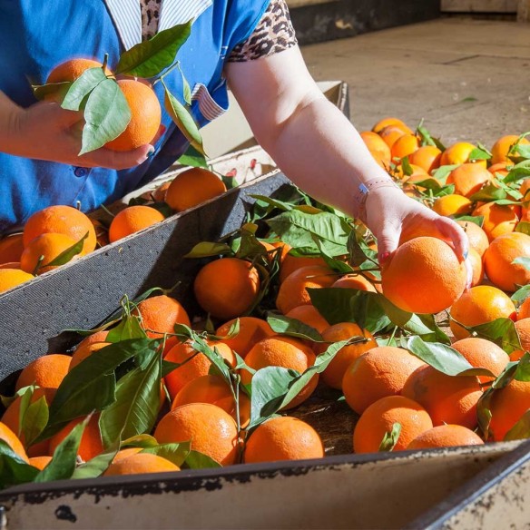 Arancia Tarocco Biologica Almaverde Bio: Acquista Online su FruttaWeb.co 