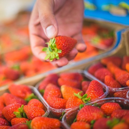 Fragole fresche Biologiche, origine e coltivazione