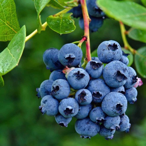 Mirtilli Freschi Biologici sulla Pianta