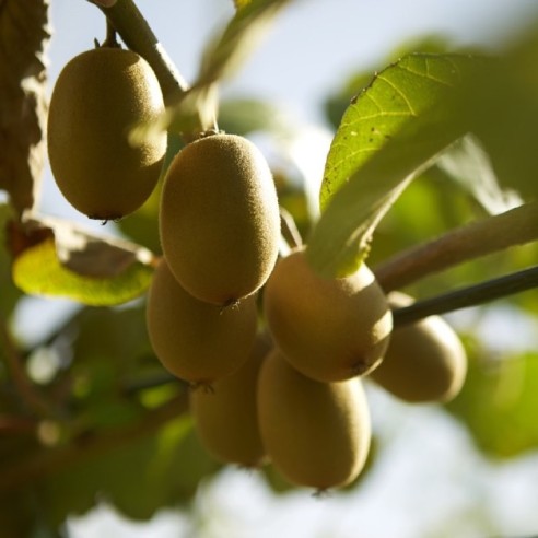 Kiwi Gialli Acquista Online su FruttaWeb.com