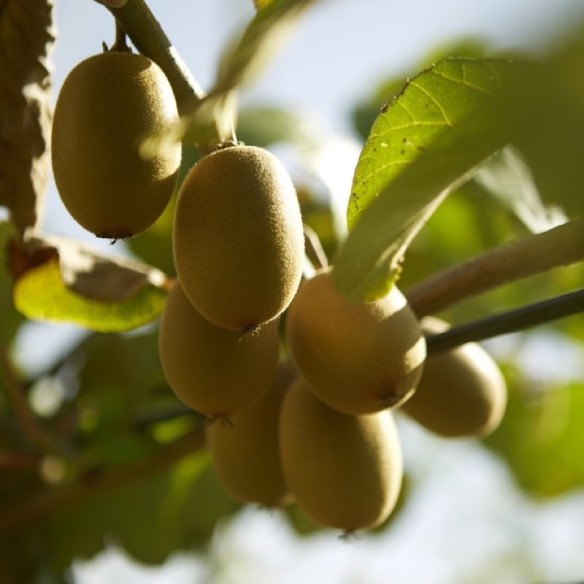 Kiwi Gialli Acquista Online su FruttaWeb.com