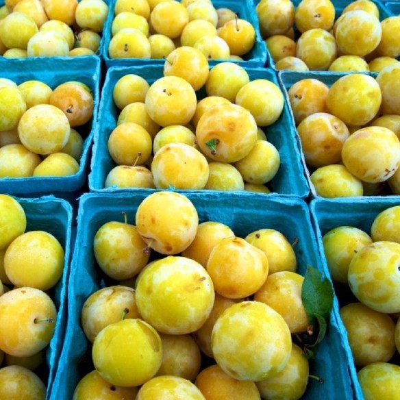 Susine Gialle Biologiche Almaverde Bio