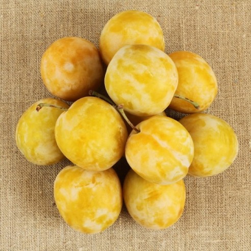 Susine Gialle Biologiche Almaverde Bio