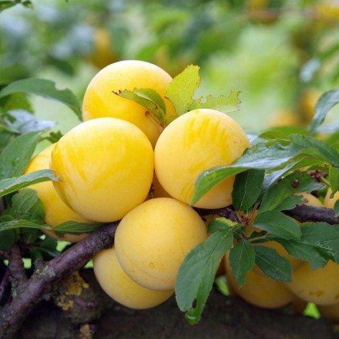 Susine Gialle Biologiche Almaverde Bio