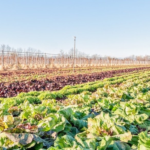 Radicchio rosso biologico Almaverde Bio - acquista online su FruttaWeb coltivazione Radicchio rosso biologico Almaverde Bio - acquista online su FruttaWeb coltivazione