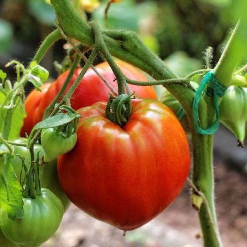Pomodoro cuore di bue Almaverde Bio - acquista online su FruttaWeb pianta