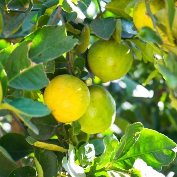 Coltivazione di Limoni Biologici Freschi in Sicilia