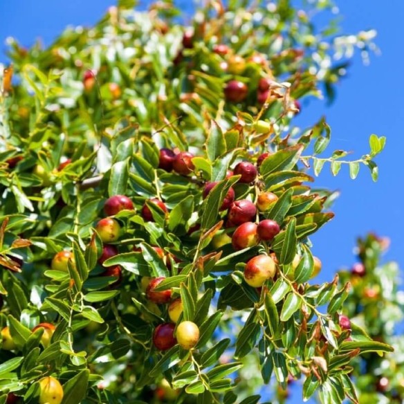 Giuggiole Biologiche Acquista Online su FruttaWeb.com