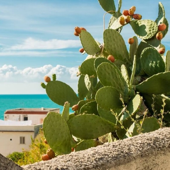 Fichi d'India Biologici Almaverde Bio: Acquista Online su FruttaWeb.com