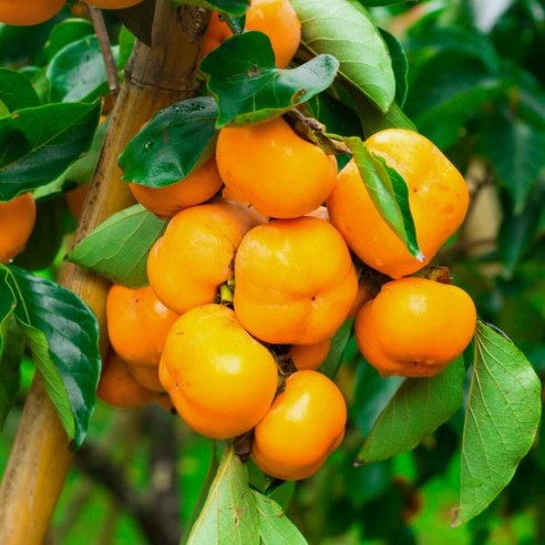 Caco rojo brillante biologico acquista online