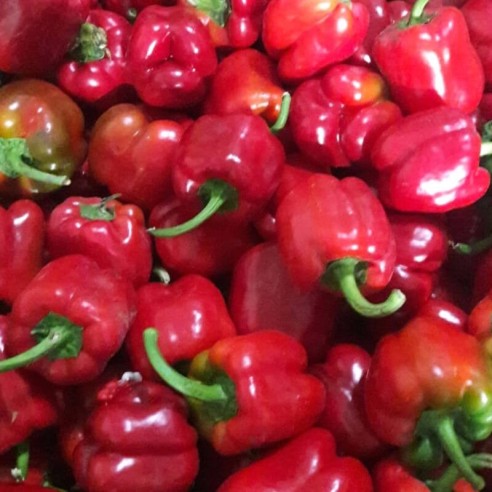 Peperoni rossi Biologici freschi "Almaverde Bio"