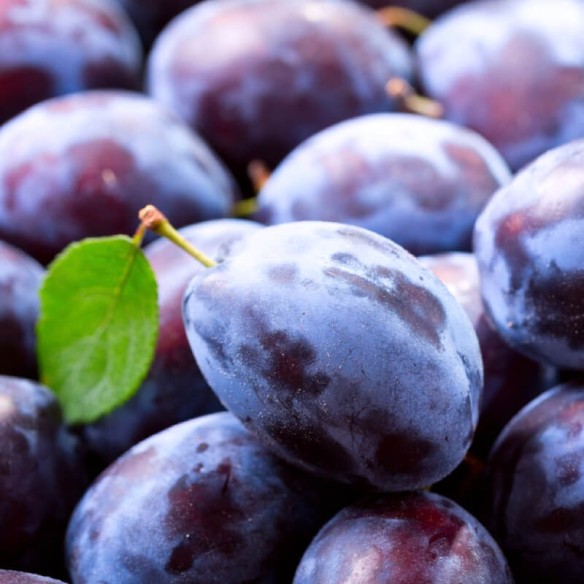 Susine Stanley Biologiche Almaverde Bio Acquista Online su fruttaweb.com Susine Stanley Biologiche Almaverde Bio Acquista Online su fruttaweb.com