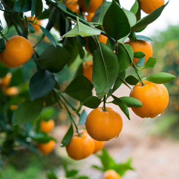 Arance Valencia Acquista online su fruttaweb.com