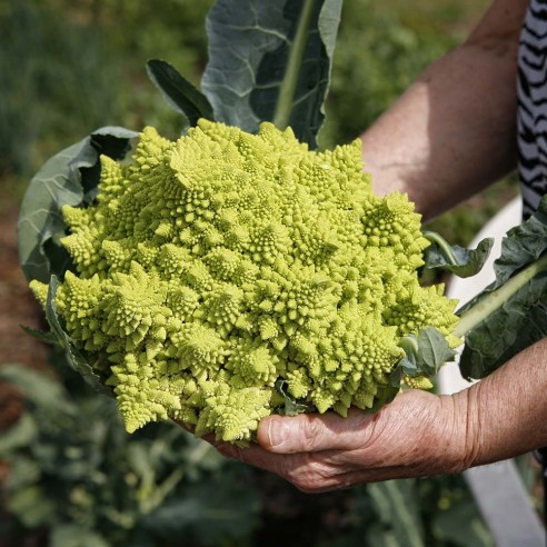 Cavolfiore Romanesco acquista online su FruttaWeb.com
