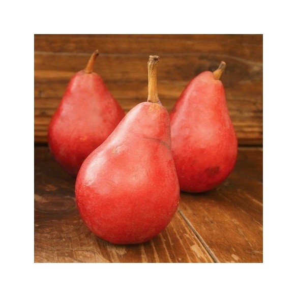 Pere Falstaff 1 kg