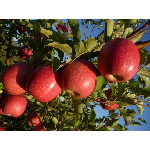 Mele Pink Lady®: Acquista Online su FruttaWeb.com