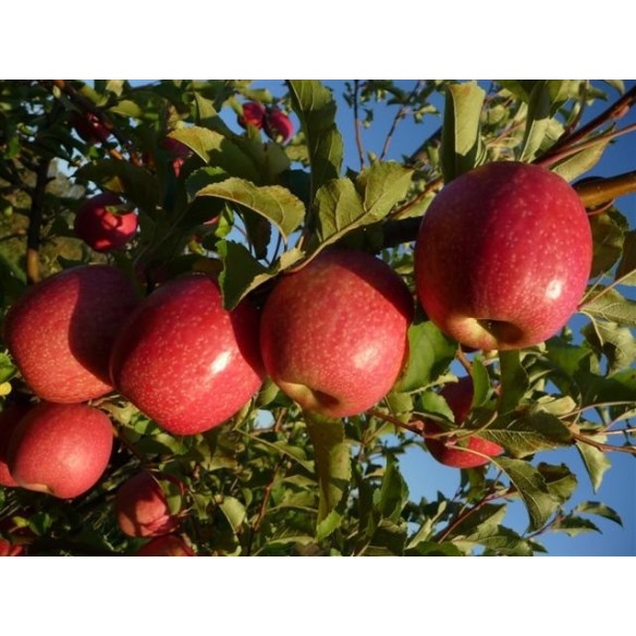 Mele Pink Lady®: Acquista Online su FruttaWeb.com Mele Pink Lady®: Acquista Online su FruttaWeb.com