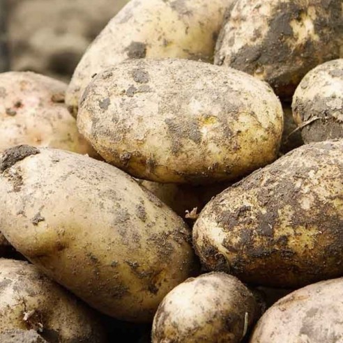 Patate a pasta gialla Biologiche Acquista Online