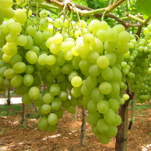 Uva Bianca Senza Semi Biologica 🍇 | Shop Almaverde Bio