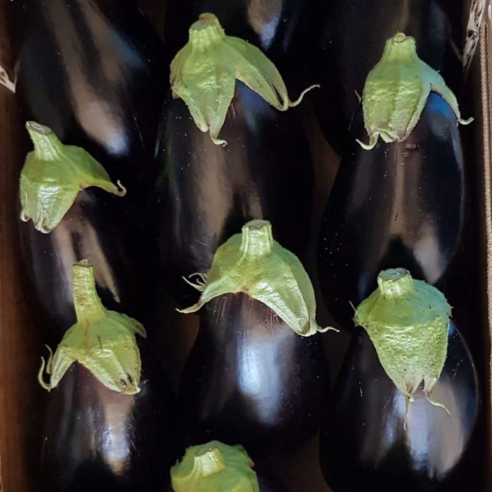 Melanzana Globosa  Biologica Acquista Online