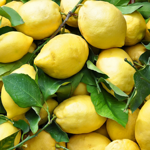 Limoni Biologici 🍋 | Shop Almaverde Bio