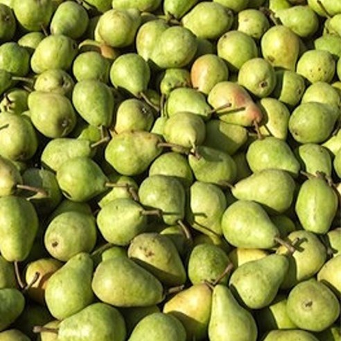 Pere Packham Biologiche 🍐 | Shop Almaverde Bio