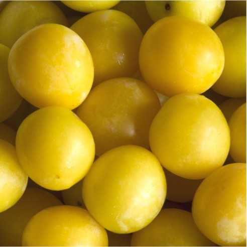 Susine Gialle Biologiche Almaverde Bio Acquista Online