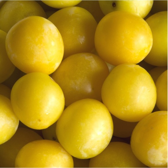 Susine Gialle Biologiche Almaverde Bio Acquista Online