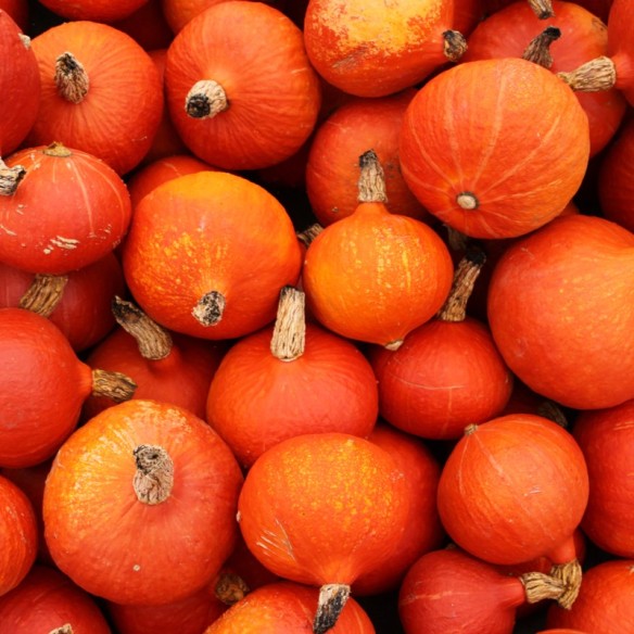 Zucca Hokkaido Biologica Acquista Online