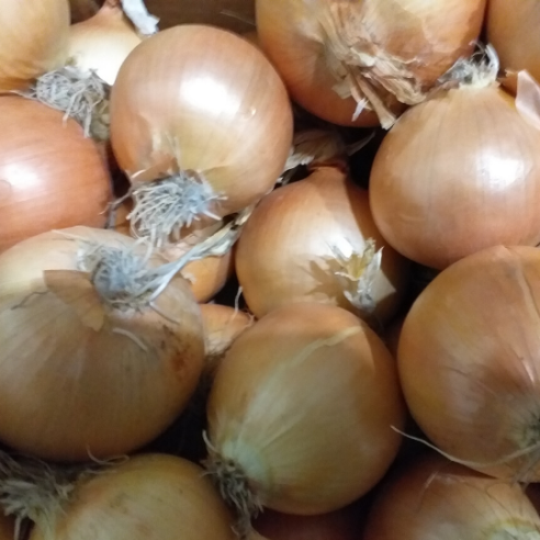 Cassetta di Cipolle Dorate Bio 🧅🧅🧅 | Shop Almaverde Bio