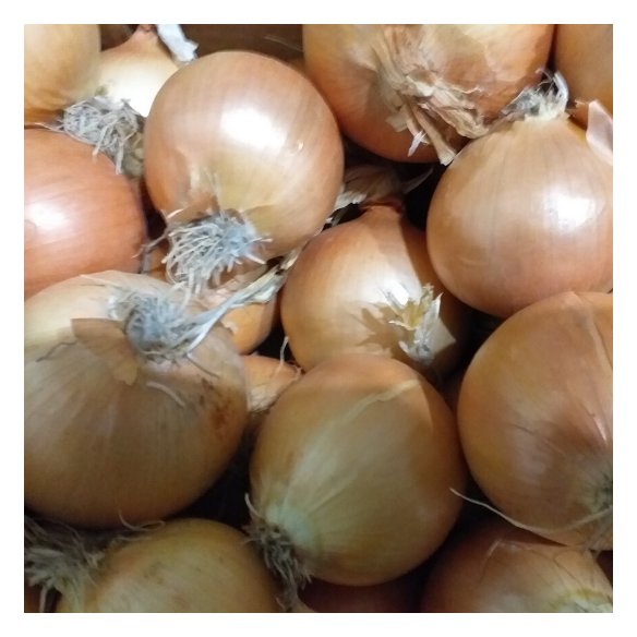 Cassetta di Cipolle Dorate Bio 🧅🧅🧅 | Shop Almaverde Bio