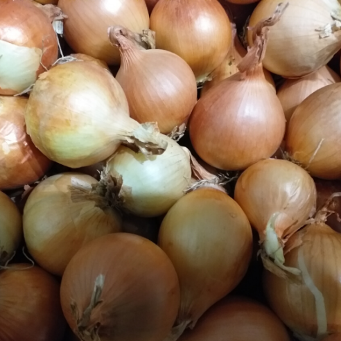 Cipolla mini biologica Almaverde Bio Acquista Online