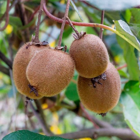 Pianta di Kiwi Hayward biologici Almaverde Bio 