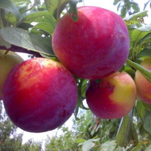 Susine Rosse Biologiche Almaverde Bio Acquista Online