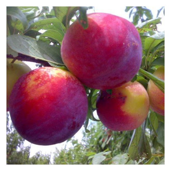 Susine Rosse Biologiche Almaverde Bio Acquista Online