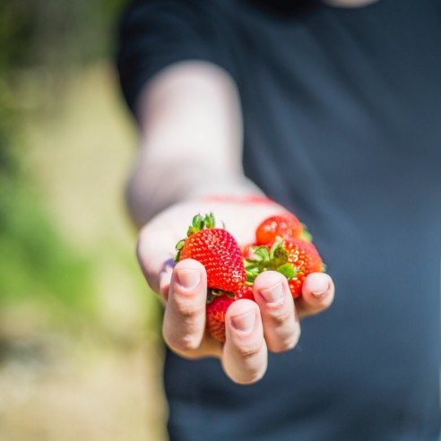 Proprietà e benefici delle Fragole biologiche della Sila