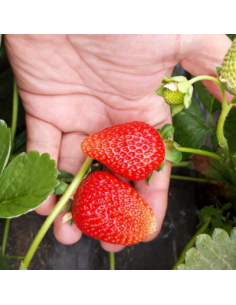 Fragole di Montagna Bio 🍓 | Shop Almaverde Bio